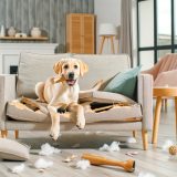 Labrador kauwen meubels Wat Iedere Labrador Eigenaar Moet Weten