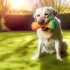 De Beste Tips Voor labrador tandvleesontsteking symptomen Zorg Goed Voor Je Labrador