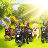 Labrador kinderen spelen Wat Iedere Labrador Eigenaar Moet Weten