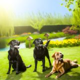 labrador kleuren overzicht Wat Iedere Labrador Eigenaar Moet Weten