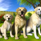 labrador leeftijd rassen vergelijking Voor Je Labrador Essentiële Gids