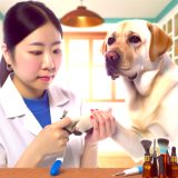 labrador nagels bloeden Voor Je Labrador Essentiële Gids