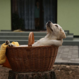 Welke van deze 123 Labrador namen kies jij?