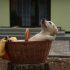 Hoe oud wordt een labrador retriever?