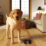 Labrador plassen binnenshuis Voor Je Labrador Essentiële Gids