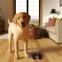 Wat Je Niet Mag Missen Over Labrador springen op mensen Voor Labradors