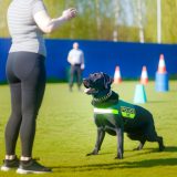 Labrador politiehond training Wat Iedere Labrador Eigenaar Moet Weten