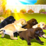 labrador pups prijzen Voor Je Labrador Essentiële Gids