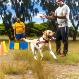 Labrador reddingshond opleiding Alles Wat Je Moet Weten