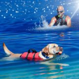 Labrador reddingshond watertraining Voor Je Labrador Essentiële Gids