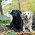 Hoe oud wordt een labrador retriever?