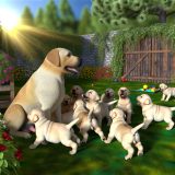 labrador stamboom fokregels Voor Je Labrador Essentiële Gids