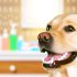 De Beste Tips Voor Labrador nagels knippen Zorg Goed Voor Je Labrador
