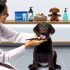 labrador tandheelkundige behandeling Voor Je Labrador Essentiële Gids