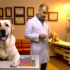 Handleiding Vaccinatie en sporten Voor Een Gelukkige Labrador
