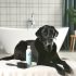 Ontdek labrador vacht borstel kiezen Tips en Tricks Voor Labrador Liefhebbers
