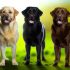 Wat Je Niet Mag Missen Over zilver labrador controversie Voor Labradors