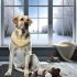 Verbeter Je Labradors Leven Met labrador winterhuid problemen