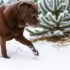 labrador sneeuw spelen Wat Iedere Labrador Eigenaar Moet Weten