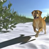 labrador winterse energiebehoefte Alles Wat Je Moet Weten