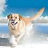 labrador winterse spelletjes Alles Wat Je Moet Weten
