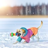 labrador winterse training Alles Wat Je Moet Weten