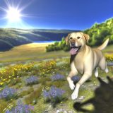 labrador zomer fotografie Voor Je Labrador Essentiële Gids
