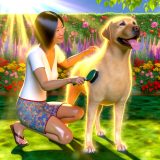 labrador zomerse vachtverzorging Alles Wat Je Moet Weten