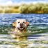 Labrador zwemmen conditie Voor Je Labrador Essentiële Gids