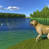 labrador zwemmen tips Alles Wat Je Moet Weten