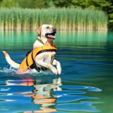 Labrador zwemmen veiligheid Voor Je Labrador Essentiële Gids