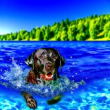 Labrador zwemmen voordelen Alles Wat Je Moet Weten