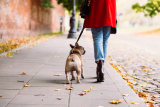 11 tips om een loopse hond te kalmeren