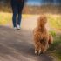 Top 5 tips voor het uitlaten van uw hond