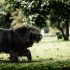 Oude Engelse Herdershond