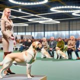 Ontdek Hondenshows Nederland Tips en Tricks Voor Labrador Liefhebbers