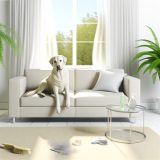 Ontdek Huisdieren voor allergieÃƒÂ«n Tips en Tricks Voor Labrador Liefhebbers