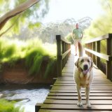 Ontdek Labrador angst overwinnen Tips en Tricks Voor Labrador Liefhebbers