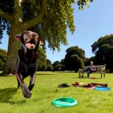 Ontdek labrador levensduur verlengen Tips en Tricks Voor Labrador Liefhebbers