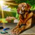 Ontdek labrador nagelverzorging producten Tips en Tricks Voor Labrador Liefhebbers