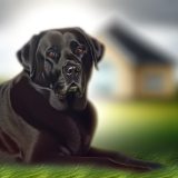 Ontdek Labrador nierziekte erfelijk Tips en Tricks Voor Labrador Liefhebbers