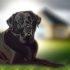Genetische counseling Labrador eigenaren Voor Je Labrador Essentiële Gids