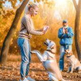 Ontdek Labrador training evolutie Tips en Tricks Voor Labrador Liefhebbers