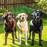 Ontdek Labrador vachtkleur variaties Tips en Tricks Voor Labrador Liefhebbers