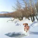 Ontdek Labrador zwemmen winter Tips en Tricks Voor Labrador Liefhebbers