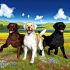Ontdek labrador stamboom geschiedenis Tips en Tricks Voor Labrador Liefhebbers