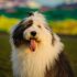 Peruaanse haarloze hond