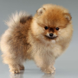 Pomeriaan pup