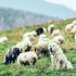 Portugese Waterhond