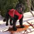 Pumi